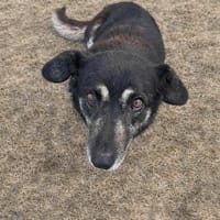 Nasti sucht ruhiges Zuhause, Hündin zur Adoption