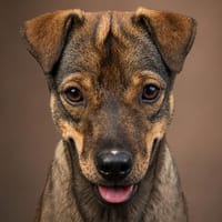 Loki, mega lieber Sonnenschein, Hund zur Adoption