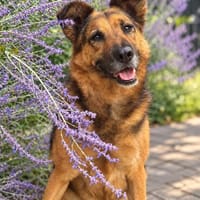 Lotti- Freundliche Schäfer-Mix-Hündin sucht ihre Menschen, Hündin zur Adoption