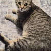 Safira sucht ihr für-immer-Zuhause, Katze zur Adoption