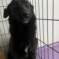 🐾❤ NICOLETA, lieb und sanft, Hündin zur Adoption