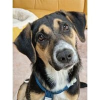 Nyla - wartet in 66115 Saarbrücken, Hündin zur Adoption