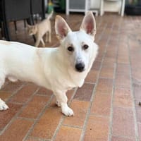 Snowy sucht ein verständnisvolles Zuhause, Hund zur Adoption