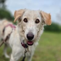 Bobboedda- wartet in 41379 Brüggen, Hündin zur Adoption