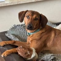 Mila möchte dein Herz erobern, Hündin zur Adoption