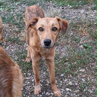 Bambi, junge Hündin wartet auf ihr Zuhause, Hündin zur Adoption