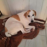 Welpe Nono, Familie mit Herz gesucht, Hund zur Adoption