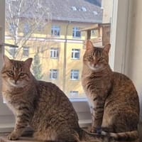 Zauberhaftes Katzen Duo Rysia und Kysia, Katze zur Adoption