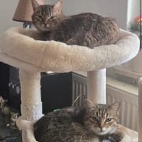Zauberhaftes Katzen Duo Rysia und Kysia, Katze zur Adoption