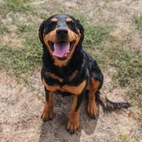 ❤ Clara  ein kleines Urlaubsopfer mit großem Herzen ❤, Hündin zur Adoption