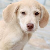süßer Tobby wartet in NRW auf Dich., Hund zur Adoption