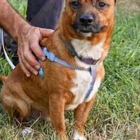 Auri, Hund zur Adoption