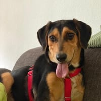 Bill sucht ein liebevolles Zuhause, Hund zur Adoption