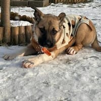 Charlie sucht Familienanschluß, Hund zur Adoption