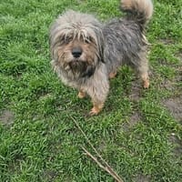 Wuschel sucht ein Körbchen, Hund zur Adoption