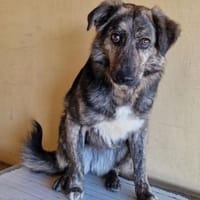 Fabio - Angst frisst Seelen auf, Hund zur Adoption