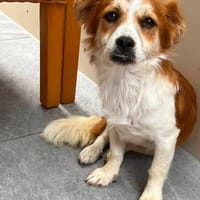 Bala sucht ihre Menschen, Hündin zur Adoption