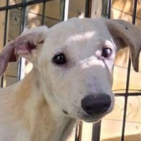 NALA-hübsche,freundliche Hündin, 53 cm, Hündin zur Adoption