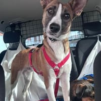 Romo, neugierig, vorsichtig, kinderfreundlich, Hund zur Adoption