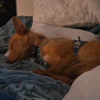 Tom sucht erfahrene Menschen mit Herz, Hund zur Adoption