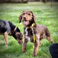 Alma 😍 ulkige Hundedame auf PS in HH, Hündin zur Adoption