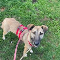 Lou sucht ein liebevolles Zuhause., Hündin zur Adoption