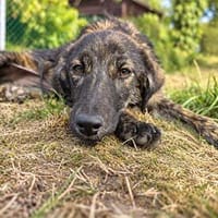 Jule - wartet in 66265 Heusweiler, Hündin zur Adoption
