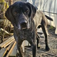 Cola, Freunde von Jagdhunden... HIER !!!, Hund zur Adoption