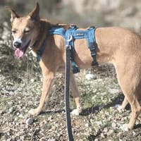 tausche Herzchen gegen Zuhause, Hündin zur Adoption