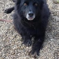 Joe 48 cm (Pflegestelle), Hund zur Adoption