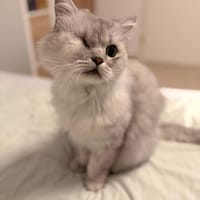 zauberhafter Krümel im Rheingau, Kater zur Adoption