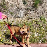 freundlicher Rüde sucht liebe Menschen, Hund zur Adoption