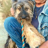 Kuma, freundlich, offen, leinenführig, Hündin zur Adoption