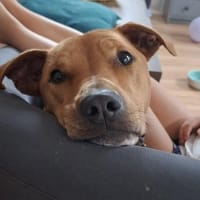 Bob, Hund zur Adoption
