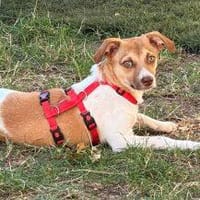 Pam, die abenteuerlustige Schmusemaus, Hündin zur Adoption