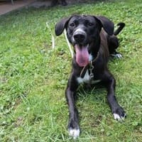 Dina, sportliche Familienhündin, Hündin zur Adoption