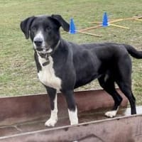Zuhause gesucht für Leia, Hündin zur Adoption