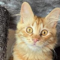 MALIK  ein sensibler und liebevoller Katzenmann!, Kater zur Adoption