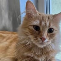SINJE - zarte Katzendame sucht ihr Für-immer-Zuhause!, Katze zur Adoption