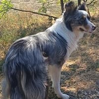 Liebenswerte Nala sucht ihr Zuhause, Hündin zur Adoption
