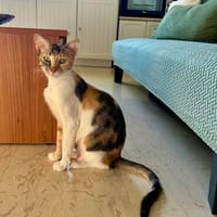 FeLV Katze Paris aus dem Tierschutz, Katze zur Adoption