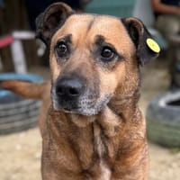 Remi - liebenswerter Rüde sucht dringend Zuhause oder PS, Hund zur Adoption