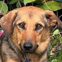 MALAIKA-fröhliche, ganz liebe Hündin 50cm, Hündin zur Adoption