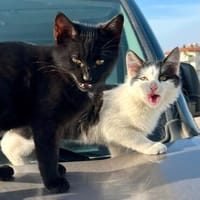 Zephyr & Kiki Verspieltes Dreamteam sucht  Familie, Kater zur Adoption
