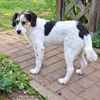 Pepi - darf ich Dein Schatten sein?, Hündin zur Adoption