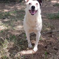 Kira16, die Anhängliche, sucht Zuhause - NEUIGKEITEN!!!, Hündin zur Adoption