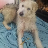 ANJALI - 40 cm, sanfte Lebensfreude, Hündin zur Adoption