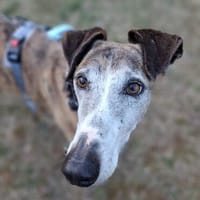 Jupiter - Traumgalgo sucht Traumzuhause, Hund zur Adoption