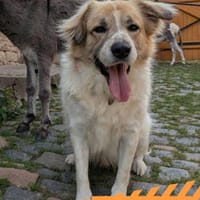 Luben - verspielt und etwas ganz Besonderes, Hund zur Adoption
