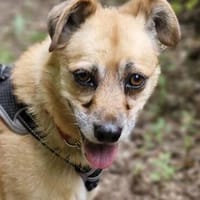 Lilo sucht ein Zuhause, Hündin zur Adoption